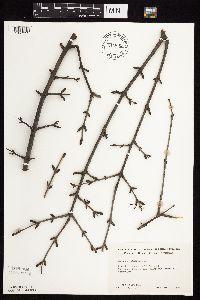 Image Associated With the Occurrence