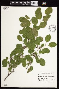 Rhamnus cathartica image