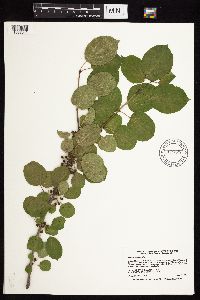 Image Associated With the Occurrence