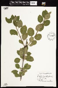 Rhamnus cathartica image