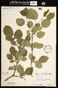 Image Associated With the Occurrence