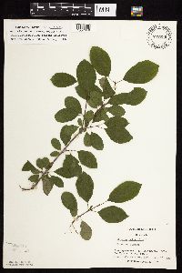 Image Associated With the Occurrence