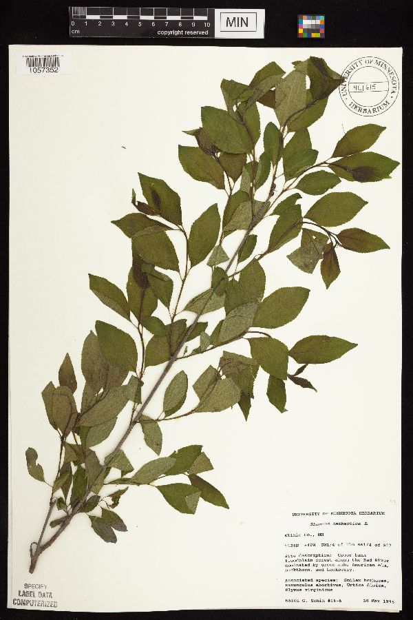 Rhamnus image