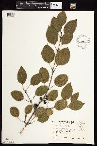 Image Associated With the Occurrence