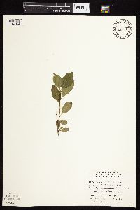 Image Associated With the Occurrence