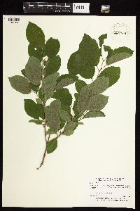 Image Associated With the Occurrence