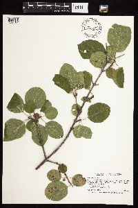 Rhamnus cathartica image