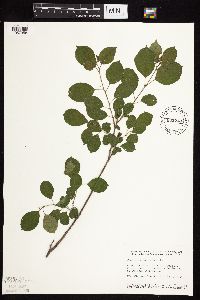 Rhamnus cathartica image