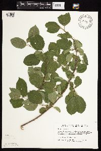 Image Associated With the Occurrence