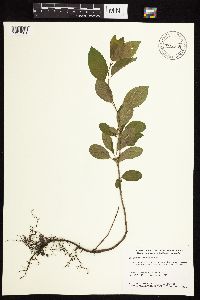 Image Associated With the Occurrence