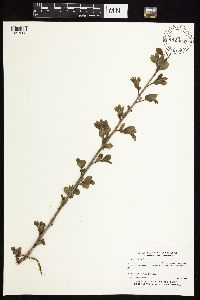 Rhamnus cathartica image