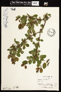 Image Associated With the Occurrence