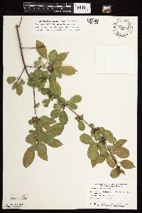 Image Associated With the Occurrence