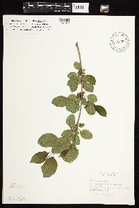 Image Associated With the Occurrence