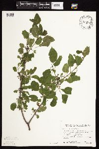 Rhamnus cathartica image