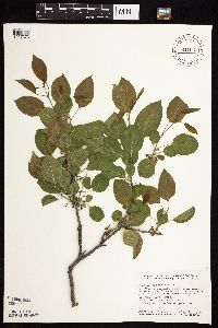 Image Associated With the Occurrence