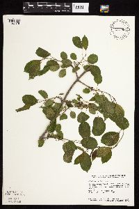 Image Associated With the Occurrence