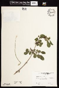 Image Associated With the Occurrence