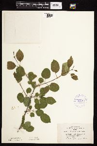 Image Associated With the Occurrence