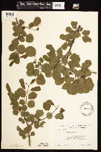 Image Associated With the Occurrence