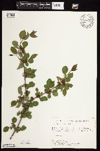 Rhamnus cathartica image