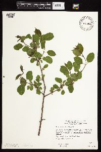 Image Associated With the Occurrence