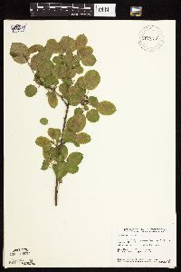 Image Associated With the Occurrence