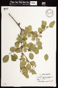 Image Associated With the Occurrence