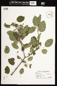 Rhamnus cathartica image