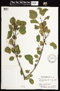 Image Associated With the Occurrence