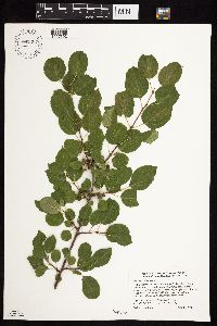 Image Associated With the Occurrence