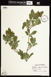 Rhamnus cathartica image