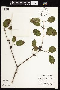 Image Associated With the Occurrence