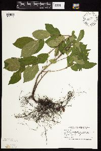 Image Associated With the Occurrence