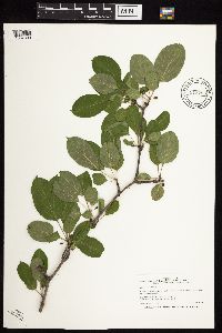 Rhamnus cathartica image