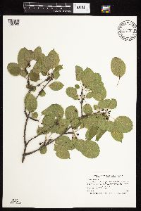 Media resource of Rhamnus cathartica