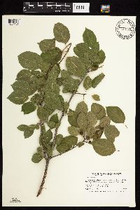 Image Associated With the Occurrence