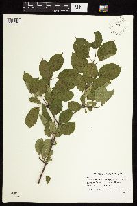 Rhamnus cathartica image