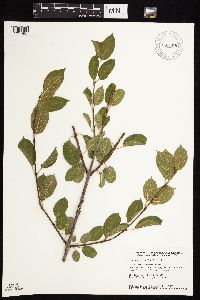 Rhamnus cathartica image