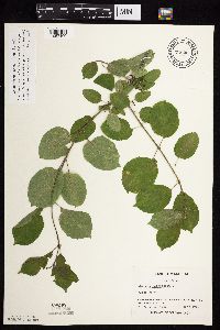 Image Associated With the Occurrence