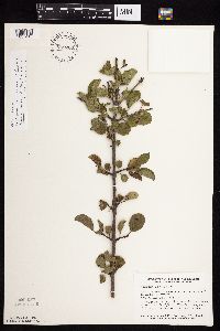 Image Associated With the Occurrence