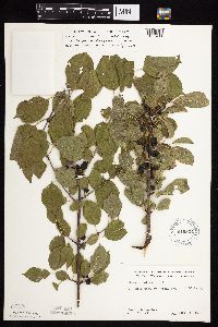 Image Associated With the Occurrence