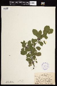 Image Associated With the Occurrence