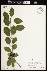 Image Associated With the Occurrence