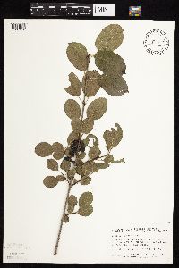 Image Associated With the Occurrence