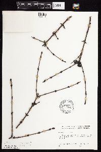 Rhamnus cathartica image