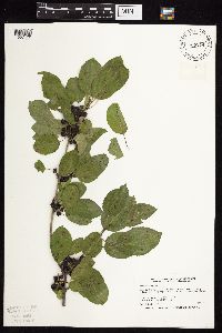 Image Associated With the Occurrence