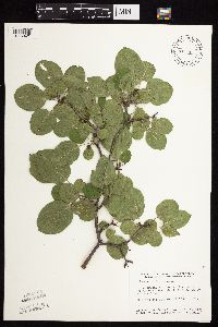 Image Associated With the Occurrence