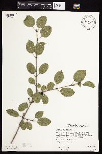 Image Associated With the Occurrence