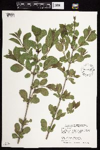 Image Associated With the Occurrence